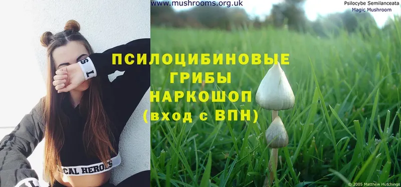 Псилоцибиновые грибы MAGIC MUSHROOMS  наркотики  Обнинск 